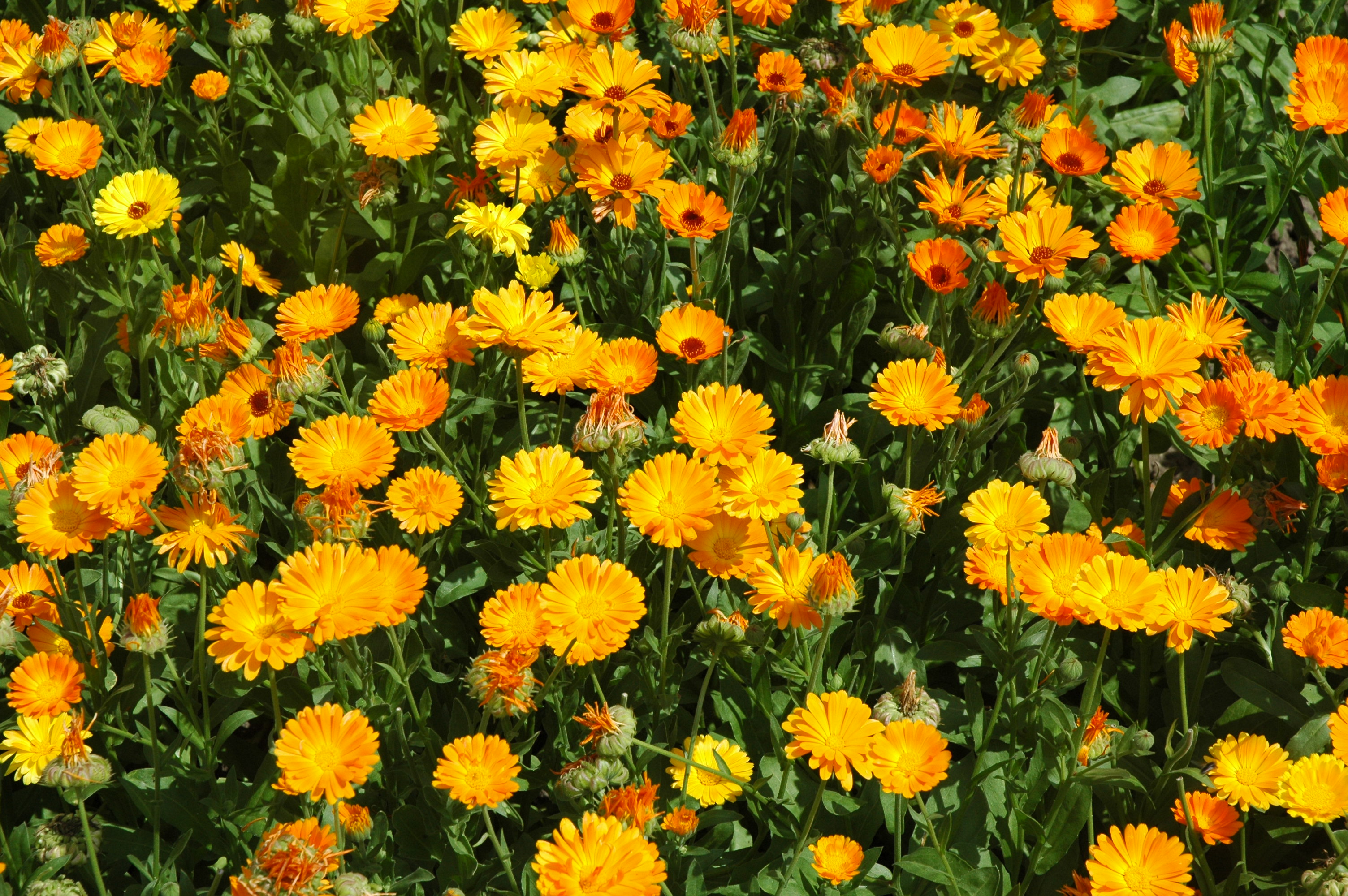 GartenRingelblume Botanischer Garten Berlin